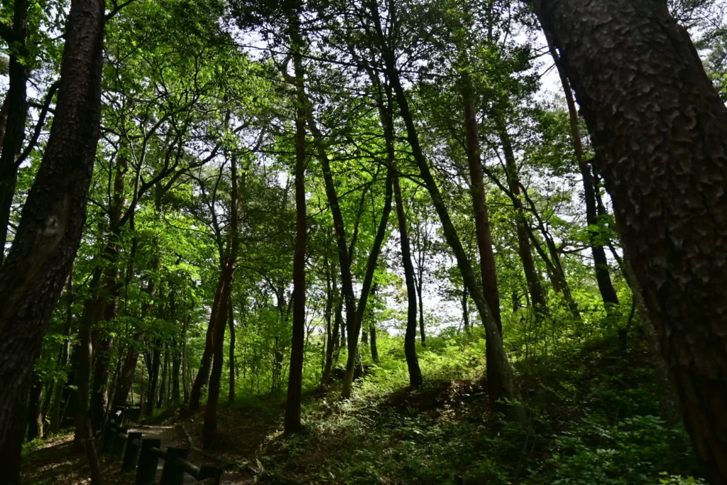 静岡県立森林公園内で撮影した森の写真