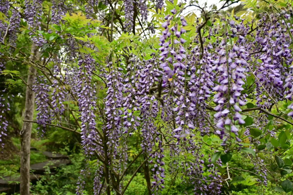 静岡県立森林公園内の三番池湿地そばにある藤の花を撮影した写真