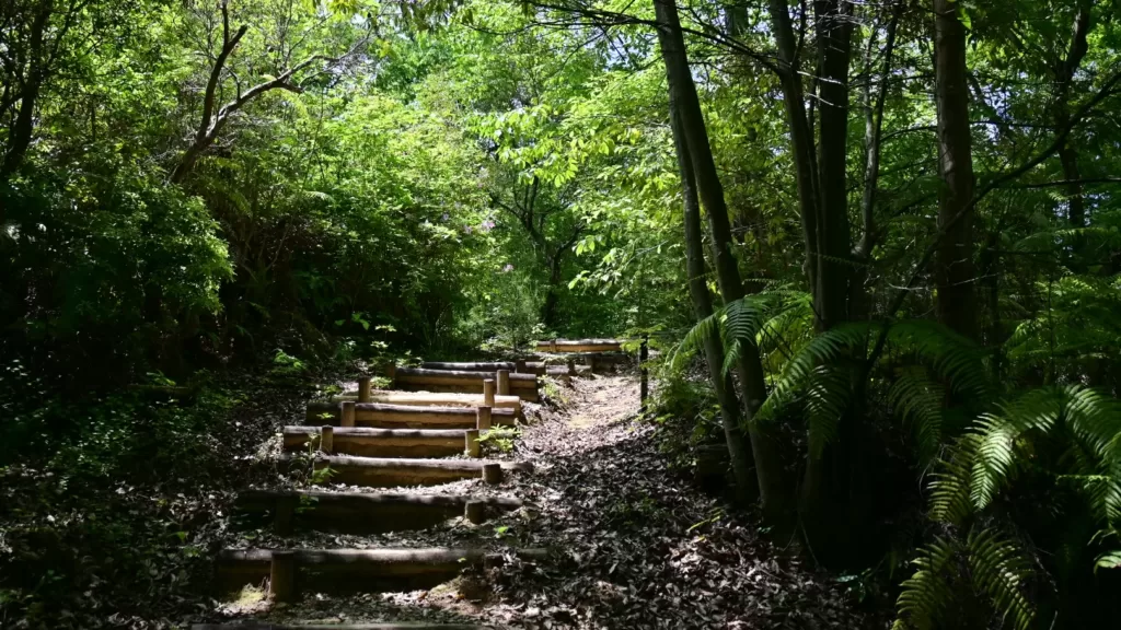 静岡県立森林公園内の散策路を撮影した写真
